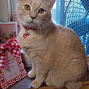 Lina joined the competition — help win amazing prizes! animal, beige_cat, cat, collar, curious, cute, domestic_cat, ears, fan, feline, heart_tag, indoor, kitchen_decor, pet, portrait, red_gingham, sitting, whiskers, window, wooden_surface