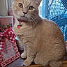 animal, beige_cat, cat, collar, curious, cute, domestic_cat, ears, fan, feline, heart_tag, indoor, kitchen_decor, pet, portrait, red_gingham, sitting, whiskers, window, wooden_surface