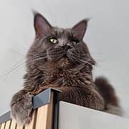 Tsu Tey a rejoint le concours — aidez-le/la à gagner de superbes lots ! cat, gray_cat, fluffy, green_eyes, pet, indoor, feline, close_up, portrait, cabinet, wooden, whiskers, paw, looking_down, curious, majestic, domestic_animal, animal, soft_light, household