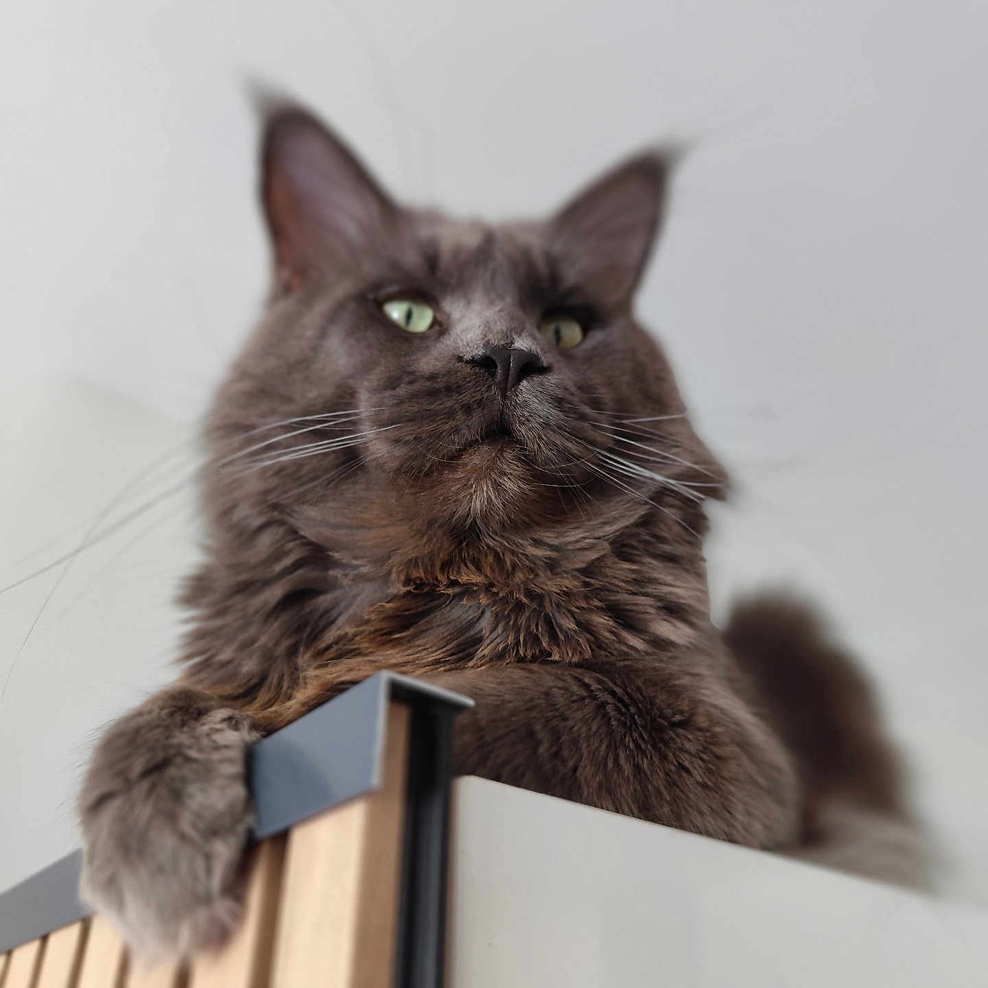 Tsu Tey a rejoint le concours — aidez-le/la à gagner de superbes lots ! cat, gray_cat, fluffy, green_eyes, pet, indoor, feline, close_up, portrait, cabinet, wooden, whiskers, paw, looking_down, curious, majestic, domestic_animal, animal, soft_light, household