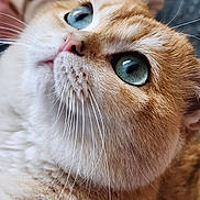 Waffle participe au concours pour gagner de l'argent avec cette photo : cat, ginger_cat, white_cat, fluffy, fur, blue_eyes, green_eyes, whiskers, close_up, portrait, pet, feline, indoors, cozy, blanket, cushion, soft_lighting, looking_up, cute, animal_photography