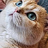 cat, ginger_cat, white_cat, fluffy, fur, blue_eyes, green_eyes, whiskers, close_up, portrait, pet, feline, indoors, cozy, blanket, cushion, soft_lighting, looking_up, cute, animal_photography