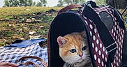 Waffle a rejoint le concours — aidez-le/la à gagner de superbes lots ! cat, ginger_cat, white_cat, pet, animal, pet_carrier, polka_dot, picnic_blanket, outdoor, park, tree, grass, landscape, leash, harness, sitting, looking_at_camera, whiskers, orange_fur, daylight