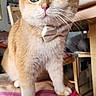 cat, orange_cat, bow_tie, pet, animal, portrait, close_up, whiskers, green_eyes, ears, nose, fur, sitting, indoor, home, cushion, chair, furniture, photography, cute