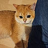 cat, ginger_cat, orange_cat, pet, feline, animal, portrait, close_up, sitting, hardwood_floor, wood_floor, sunlight, shadows, indoors, home, denim, human_leg, whiskers, green_eyes, cute