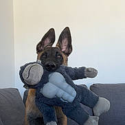 Aslan participe au concours pour gagner de l'argent avec cette photo : dog, puppy, german_shepherd, plush_toy, stuffed_animal, couch, indoor, pet, cute, ears, fur, brown, black, toy, seated, home, living_room, soft_furniture, animal, companion