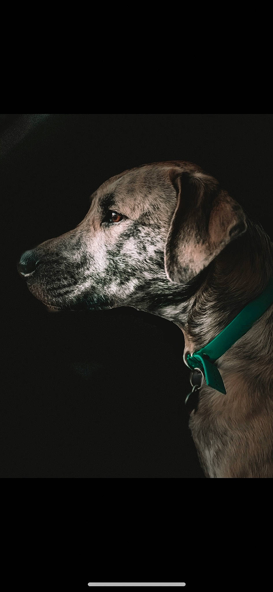 Willow Grace joined the competition — help win amazing prizes! canidae, carnivore, collar, companion_dog, darkness, dog, dog_breed, dog_collar, dog_supply, fur, great_dane, metal, monochrome, monochrome_photography, pet_supply, snout, sporting_group, terrestrial_animal, whiskers, working_animal