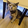 animal, cat, curious, domestic_cat, ears, feline, floor, fur, furniture, home, indoor, legs, looking_up, pet, shadow, sitting, table, whiskers, wooden_floor, yellow_eyes