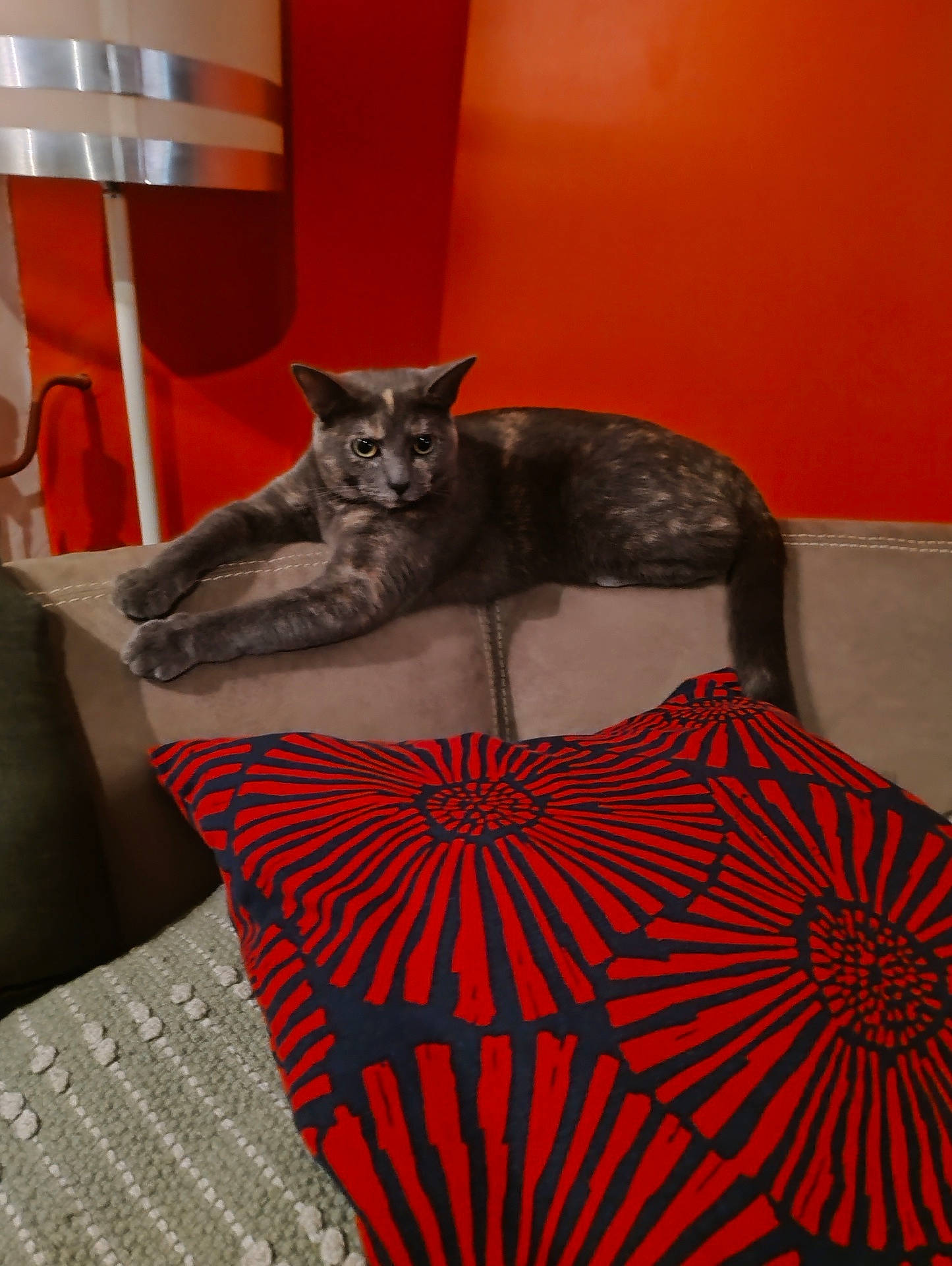 Brume a rejoint le concours — aidez-le/la à gagner de superbes lots ! animal, calm, cat, couch, cozy, cute, decor, furniture, gray_cat, home, indoor, lamp, living_room, patterned_pillow, pet, pillow, red_wall, relaxed, resting, stretching