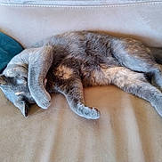 Brume a rejoint le concours — aidez-le/la à gagner de superbes lots ! animal, beige_couch, blue_cushion, cat, couch, cozy, cute, feline, fur, gray_cat, home, indoor, napping, paw_covering_face, pet, relaxed, resting, sleeping, soft, whiskers