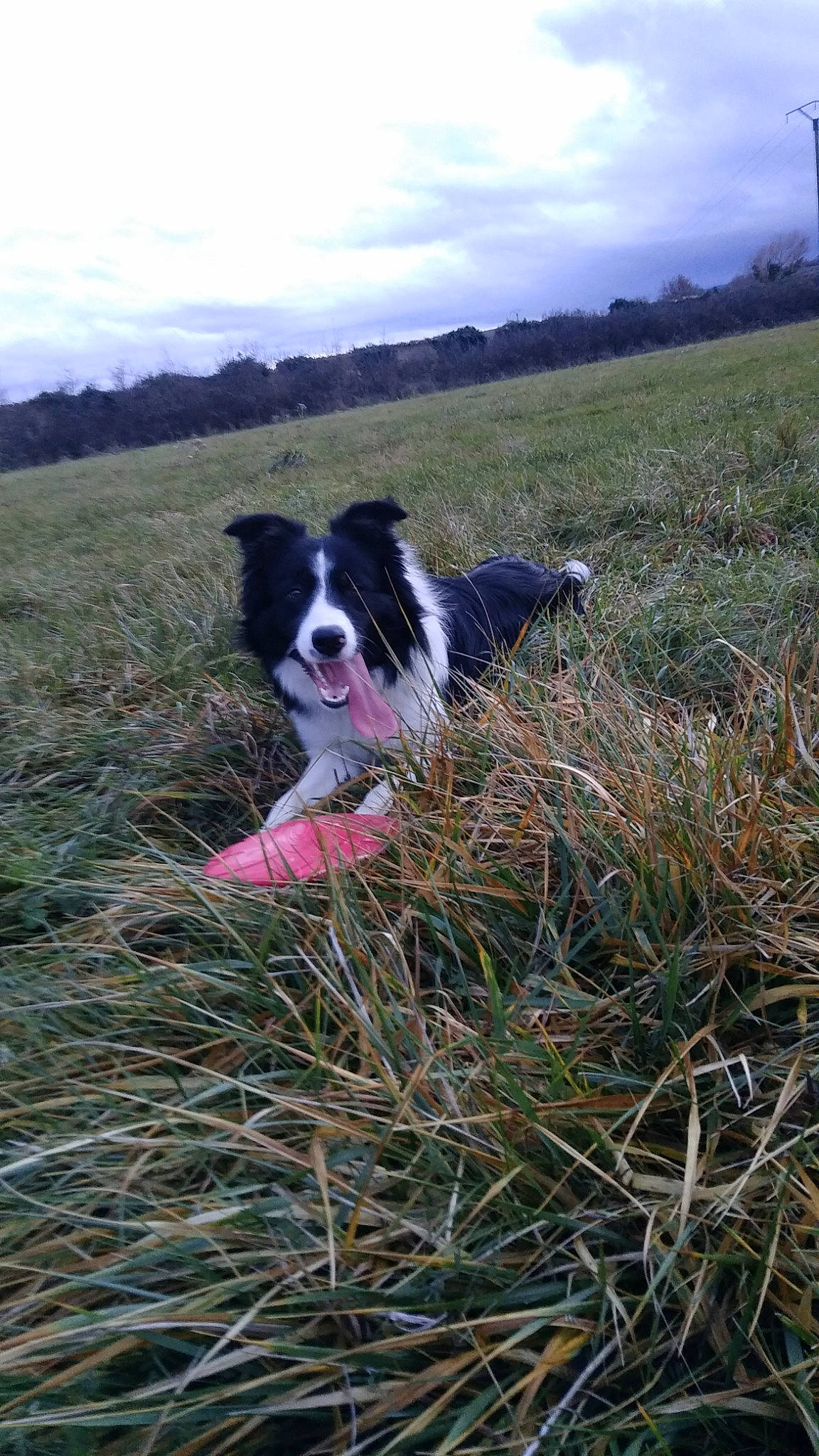 Tango participe au concours pour gagner de l'argent avec cette photo : border_collie, canidae, carnivore, cloud, companion_dog, dog, dog_breed, grass, grassland, gun_dog, herbaceous_plant, herding_dog, landscape, plant, recreation, sky, soil, sporting_group, tree, working_dog