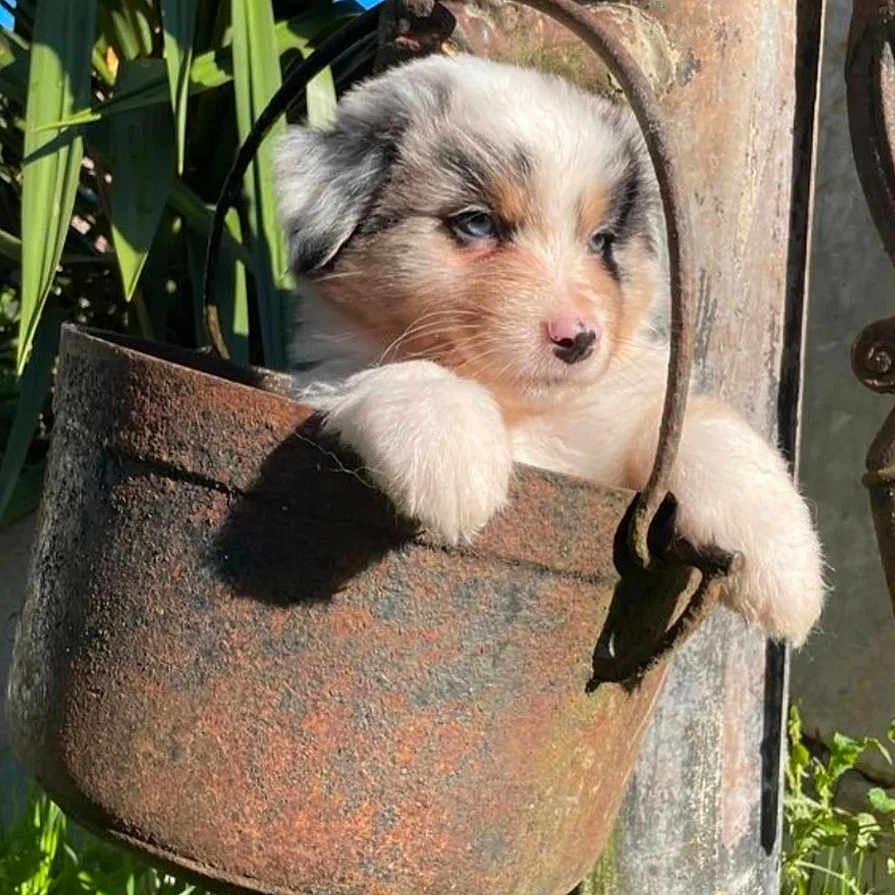 Aiko a rejoint le concours — aidez-le/la à gagner de superbes lots ! animal, blue_eyes, bucket, closeup, cute, dog, fluffy, greenery, hanging, metal, nature, old, outdoor, pet, pipe, plants, portrait, puppy, rust, sunlight