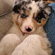 Aiko participe au concours pour gagner de l'argent avec cette photo : puppy, dog, close_up, blue_eyes, fluffy, fur, snuggled, couch, denim, nose, pet, cute, animal, indoor, portrait, face, young, companion, soft, cozy