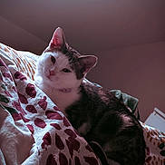 Nala a rejoint le concours — aidez-le/la à gagner de superbes lots ! cat, feline, pet, bed, blanket, pattern, ears, whiskers, collar, indoor, cozy, portrait, animal, domestic_cat, resting, looking_at_camera, soft_light, fabric, home, pink_tone