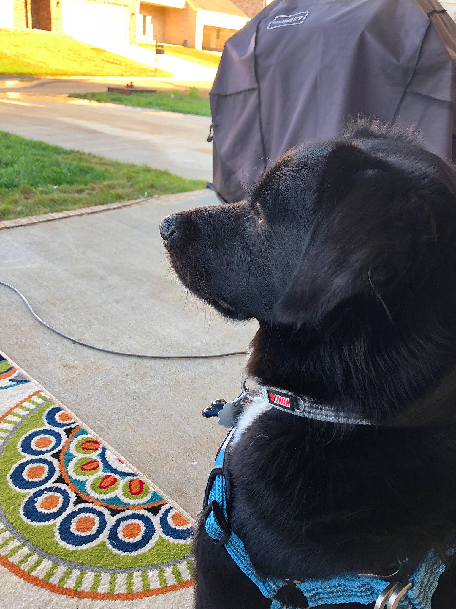 Aramis joined the competition — help win amazing prizes! canidae, carnivore, companion_dog, dog, dog_breed, dog_collar, flat_coated_retriever, labrador_retriever, leash, snout, sporting_group, tail