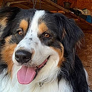 Bandit is registered to the contest to win money with this photo: dog, animal, pet, canine, close_up, tongue_out, happy, fluffy, black, white, brown, fur, portrait, indoors, wood, shelf, background, smiling, friendly, cute