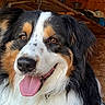 dog, animal, pet, canine, close_up, tongue_out, happy, fluffy, black, white, brown, fur, portrait, indoors, wood, shelf, background, smiling, friendly, cute