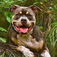 Gibbs is registered to the contest to win money with this photo: dog, canine, pet, happy, smiling, tongue_out, outdoor, grass, nature, greenery, forest, animal, mammal, cute, friendly, relaxed, lying_down, ears, collar, playful