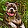 Gibbs