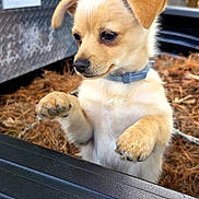 Roux joined the competition — help win amazing prizes! animal, brown_fur, close_up, collar, curious, cute, daylight, dog, forest, nature, outdoor, pet, pine_needles, playful, puppy, small_dog, standing, trees, truck_bed, young_dog