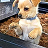 animal, brown_fur, close_up, collar, curious, cute, daylight, dog, forest, nature, outdoor, pet, pine_needles, playful, puppy, small_dog, standing, trees, truck_bed, young_dog