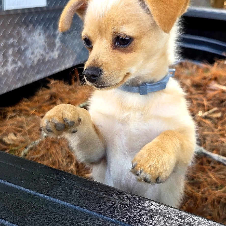 Roux