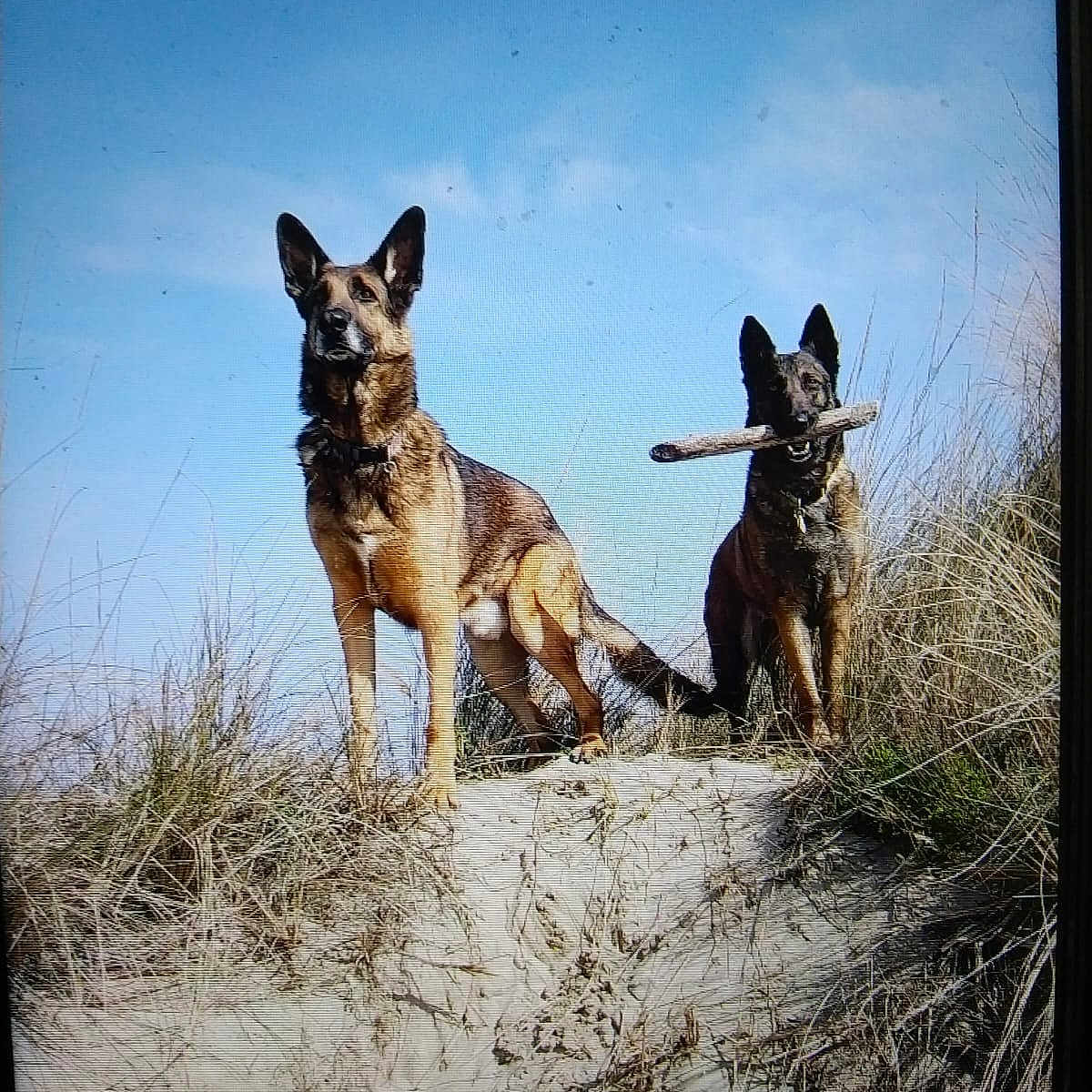 Ika participe au concours pour gagner de l'argent avec cette photo : animal, canine, coyote, dog, field, germanshepherd, grass, grassland, nature, outdoors, pet, plant, policedog, puppy, rock, sky, soil, tree, vegetation, wilderness