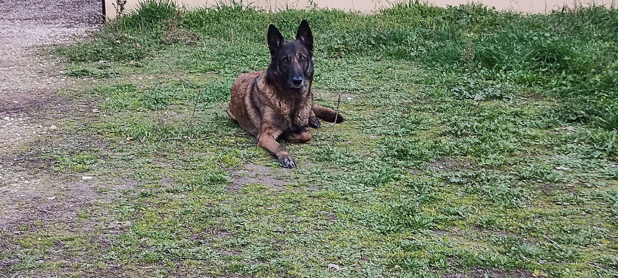 Ika participe au concours pour gagner de l'argent avec cette photo : canidae, carnivore, dog, dog_breed, east_european_shepherd, fawn, german_shepherd_dog, grass, grassland, groundcover, guard_dog, herding_dog, king_shepherd, old_german_shepherd_dog, pasture, plant, snout, sporting_group, terrestrial_animal, working_animal