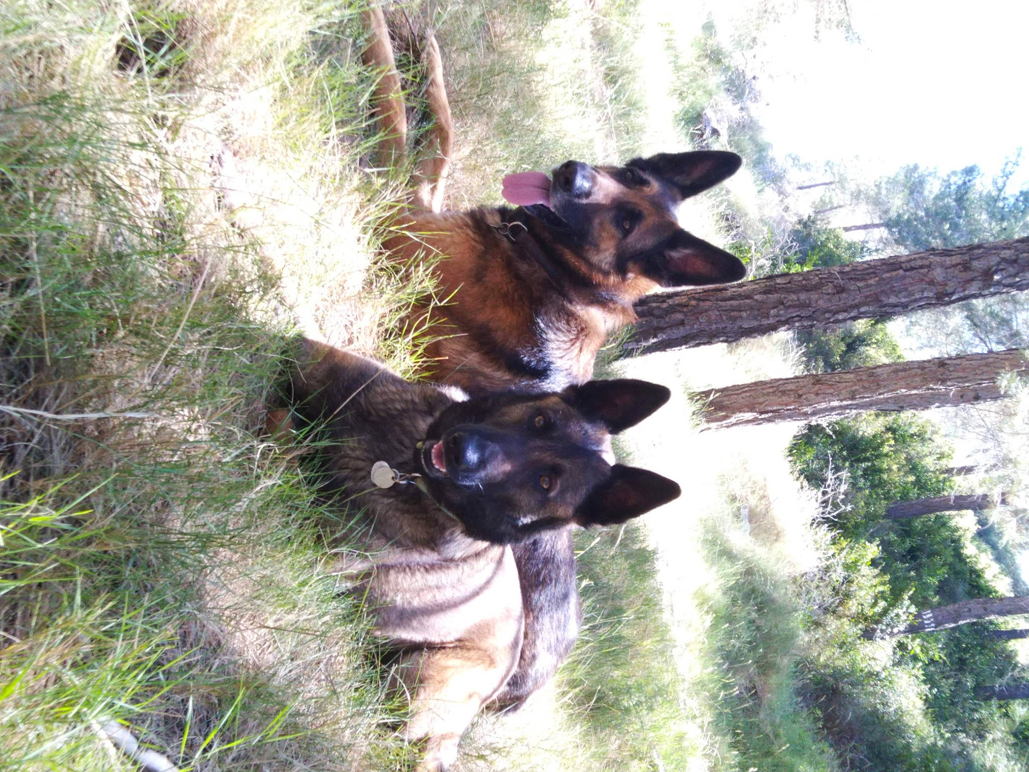 Ika a rejoint le concours — aidez-le/la à gagner de superbes lots ! canidae, carnivore, companion_dog, dog, dog_breed, fawn, grass, herding_dog, liver, lycaon_pictus, old_german_shepherd_dog, plant, snout, sporting_group, tail, terrestrial_animal, tree, wood, working_animal, working_dog