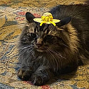 Drex joined the competition — help win amazing prizes! animal, carpet, cat, closeup, cute, domestic_animal, fluffy, fur, hat, indoor, mammal, patterned_rug, paws, pet, relaxed, resting, straw_hat, whiskers, yellow_flower, yellow_ribbon