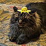 animal, carpet, cat, closeup, cute, domestic_animal, fluffy, fur, hat, indoor, mammal, patterned_rug, paws, pet, relaxed, resting, straw_hat, whiskers, yellow_flower, yellow_ribbon