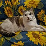 cat, pet, animal, white_cat, tabby, feline, lying_down, lounging, portrait, face, eyes, collar, indoors, blanket, sunflowers, floral_pattern, bed, relaxed, cute, photography