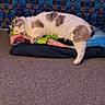 animal, blanket, brown_markings, carpet, cat, colorful, cozy, cushion, fur, home, indoors, patterned_background, paws, pet, relaxed, resting, sleeping, sofa, tail, white_cat