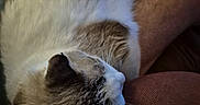 Harley joined the competition — help win amazing prizes! cat, pet, feline, white_fur, gray_fur, striped_fur, sleeping, relaxed, upside_down, couch, sofa, human_lap, indoors, cozy, close_up, whiskers, ear, animal, resting, portrait