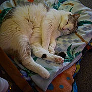 Harley is registered to the contest to win money with this photo: cats, cat, sleeping, sleepy, pet, felines, cuddling, fluffy, white_cat, cream_cat, pink_nose, paws, stretched_paws, blanket, colorful_blanket, cushion, indoors, cozy, relaxed, animal_photography