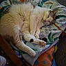 cats, cat, sleeping, sleepy, pet, felines, cuddling, fluffy, white_cat, cream_cat, pink_nose, paws, stretched_paws, blanket, colorful_blanket, cushion, indoors, cozy, relaxed, animal_photography