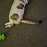 animal, brown_patches, carpet, cat, collar, floor, funny_pose, green_toy, home, indoor, lying_down, paws, pet, photography, playful, relaxed, spotted_cat, tail, upside_down, white_fur