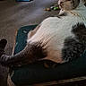animal, carpet, cat, chair, cushion, eyes, feline, furniture, gray_fur, indoors, living_room, lounging, pet, portrait, sitting, tabby, tail, toys, whiskers, white_fur