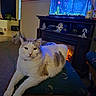 Harley joined the competition — help win amazing prizes! cat, pet, feline, white_cat, gray_patches, sitting, lounging, indoor, living_room, aquarium, fish_tank, fireplace, furniture, cushion, footstool, blue_lighting, home_decor, relaxed, portrait, whiskers