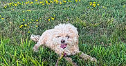 Winnie joined the competition — help win amazing prizes! dog, grass, flowers, leash, outdoor, nature, greenery, happy, tongue_out, pet, canine, sunlight, field, summer, playful, fur, small_dog, animal, relaxing, meadow