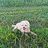 dog, grass, flowers, leash, outdoor, nature, greenery, happy, tongue_out, pet, canine, sunlight, field, summer, playful, fur, small_dog, animal, relaxing, meadow