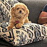 dog, couch, pillow, patterned_pillow, curly_hair, pet, indoor, relaxed, cozy, home, furniture, animal, domestic_animal, brown_dog, sitting, resting, collar, tag, person_arm, texture