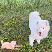 Winnie joined the competition — help win amazing prizes! dog, white_dog, small_dog, curly_fur, fluffy, grass, flowers, yellow_flowers, outdoor, sunny, nature, pets, leash, happy, tongue_out, playful, field, greenery, cute, animal