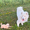 dog, white_dog, small_dog, curly_fur, fluffy, grass, flowers, yellow_flowers, outdoor, sunny, nature, pets, leash, happy, tongue_out, playful, field, greenery, cute, animal