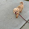 dog, canine, pet, leash, sidewalk, concrete, grass, outdoor, happy, tongue_out, curly_fur, small_dog, walking, animal, cute, friendly, pavement, playful, brown_dog, daytime