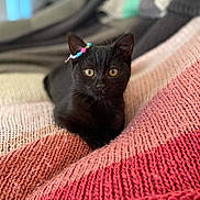 Châtaigne participe au concours pour gagner de l'argent avec cette photo : adorable, animal, beaded_bracelet, black_cat, close_up, colorful, cozy, cute, domestic_cat, feline, golden_eyes, indoor, kitten, knitted_blanket, pet, relaxed, resting, soft_texture, warm_colors, young_cat