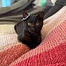 adorable, animal, beaded_bracelet, black_cat, close_up, colorful, cozy, cute, domestic_cat, feline, golden_eyes, indoor, kitten, knitted_blanket, pet, relaxed, resting, soft_texture, warm_colors, young_cat