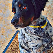 Urus participe au concours pour gagner de l'argent avec cette photo : dog, black_head, yellow_collar, spotted_fur, bone_treat, mat, concrete_floor, sitting, pet, animal, domestic_animal, looking_away, outdoor, closeup, texture, fur_pattern, chain_collar, floor, background, waiting