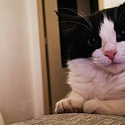 Chanel participe au concours pour gagner de l'argent avec cette photo : cat, black_and_white, fluffy, pet, animal, indoor, close_up, curious, soft_texture, whiskers, paw, relaxed, feline, cute, portrait, domestic, nose, face, sitting, cozy