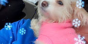Bella-Rose is registered to the contest to win money with this photo: blue_jacket, car_interior, close_up, clothing, cozy, cute, digital_overlay, dog, fluffy, passenger, paw, pet, pink_sweater, portrait, puppy, seat, small_dog, snowflake_filter, white_fur, window
